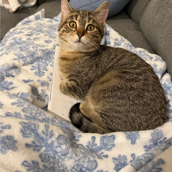 Express V-Neck Blouse - Picture 7 of 7